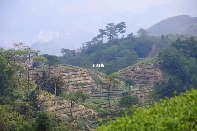 传统正味秋季铁观音尝鲜,走进高海拔云雾之巅的茶山.