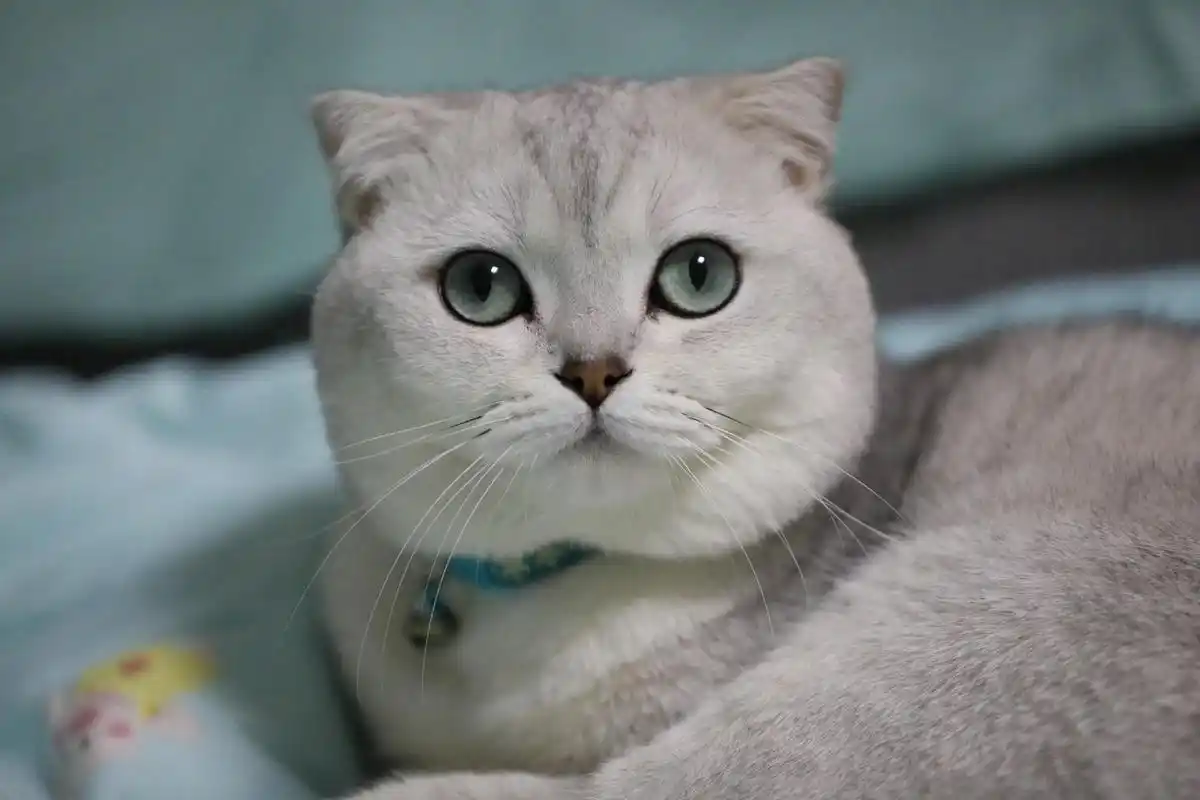 银渐层猫,是非常迷人且受欢迎的猫咪品种,英短银渐层属于英国短毛猫.