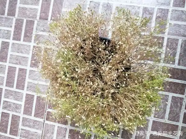 满天星养成满天黄草盘点满天星黄叶枯萎的原因