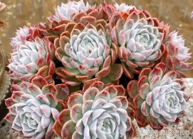 多肉雪域和雪球都不容易养美,但雪球不止一种,且养好之后都好看