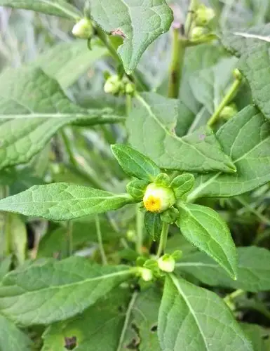 烟管头草图片烟管头草草本植物图片