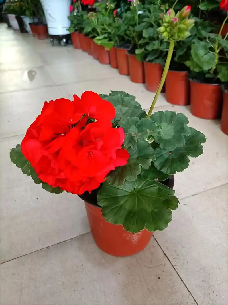 抖音邀你来赏花 #实体花店 新疆地产天竺葵(月月红)到货 - 抖音