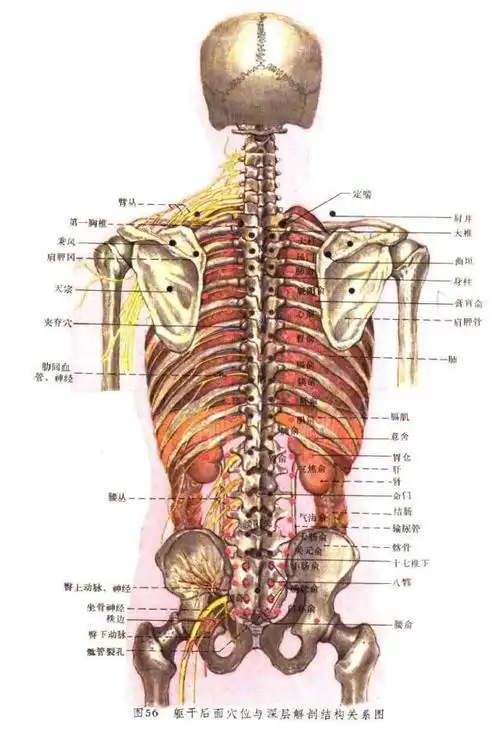 最全的解剖针灸图3
