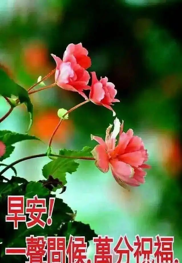 暖心早上好问候祝福语大全 2020新版早安祝福语图片带字