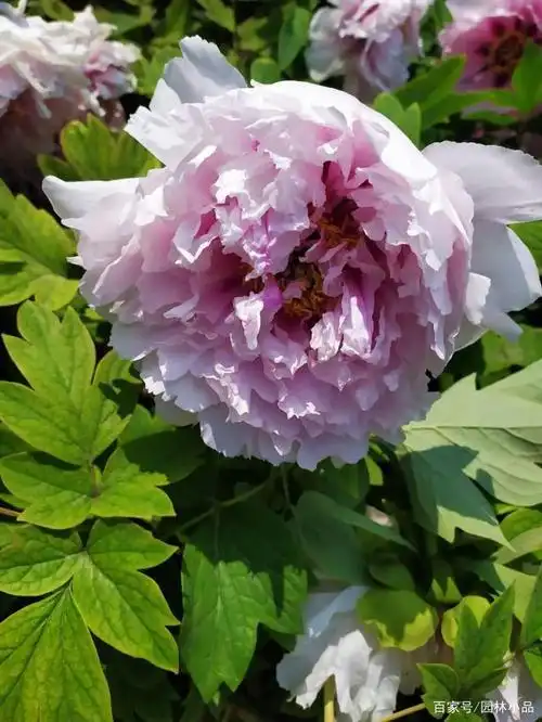 赵粉品种粉嫩的好象小孩子们的脸