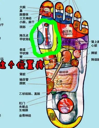 右脚前脚掌(最鼓的那个地方)疼了一个月了,走路多了症状会加剧,反之会