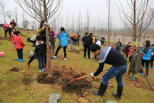 武汉19个义务植树点公布,4万株苗木等你来种