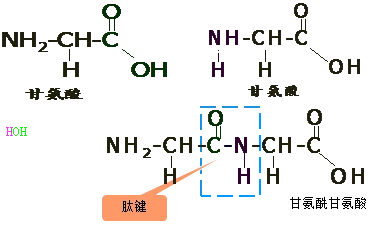 庄严2020临床助理医师生物化学考点精讲蛋白质的化学