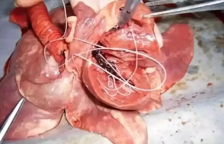 羊常见的寄生虫病有哪些?怎么治疗?