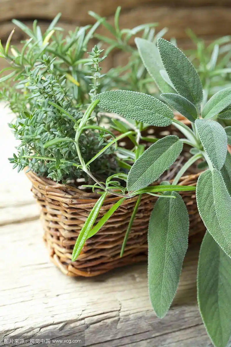 新鲜的鼠尾草,百里香和迷迭香放在篮子里