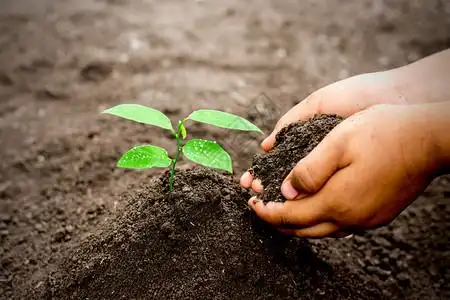 一颗种子发芽黄色的发芽两个孩子双手在肥沃土壤中植树苗生态概念新的