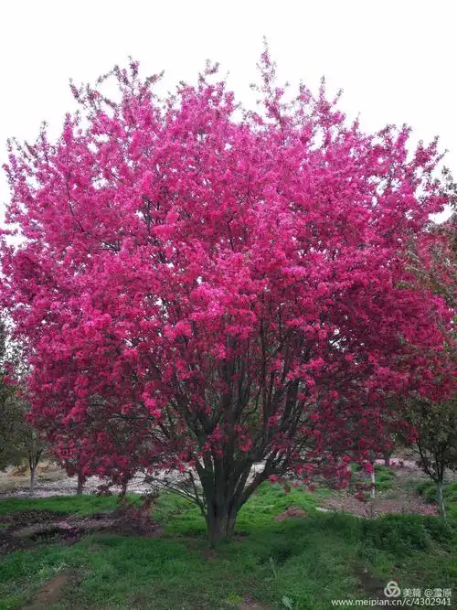 芦村追梦～19北美海棠 - 美篇