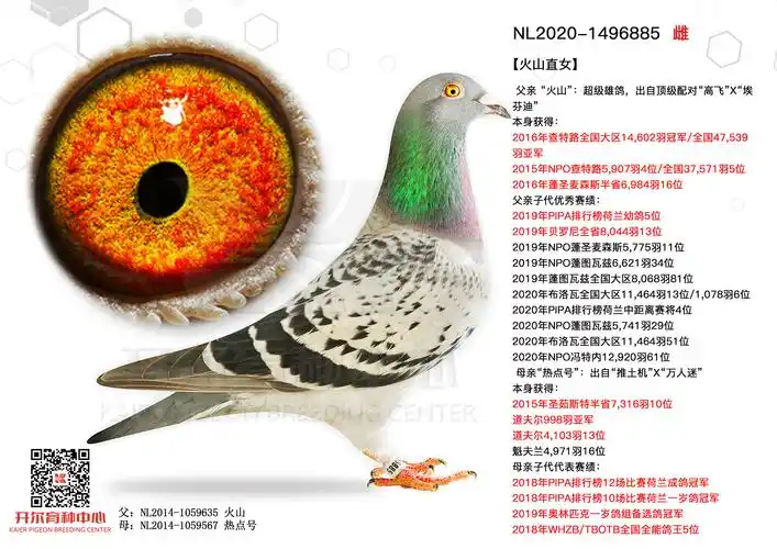 别:雌目 录:【佛科克父子】人 气:527次鸽友通:详细介绍本鸽信息: 环
