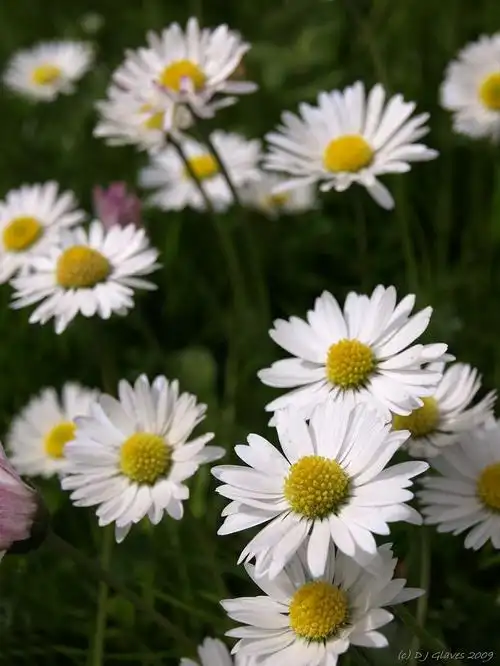 全部尺寸 | daisy, daisy . | flickr - 相片分享!