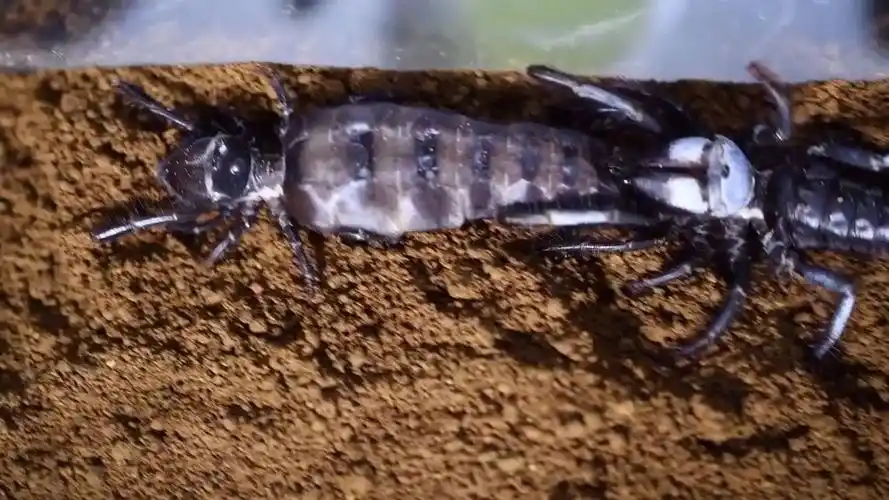 【youtube】黑刺客避日蛛交配_哔哩哔哩_bilibili