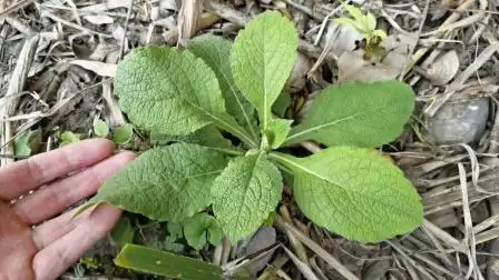采药人称"化痰草",抽烟的人了解下