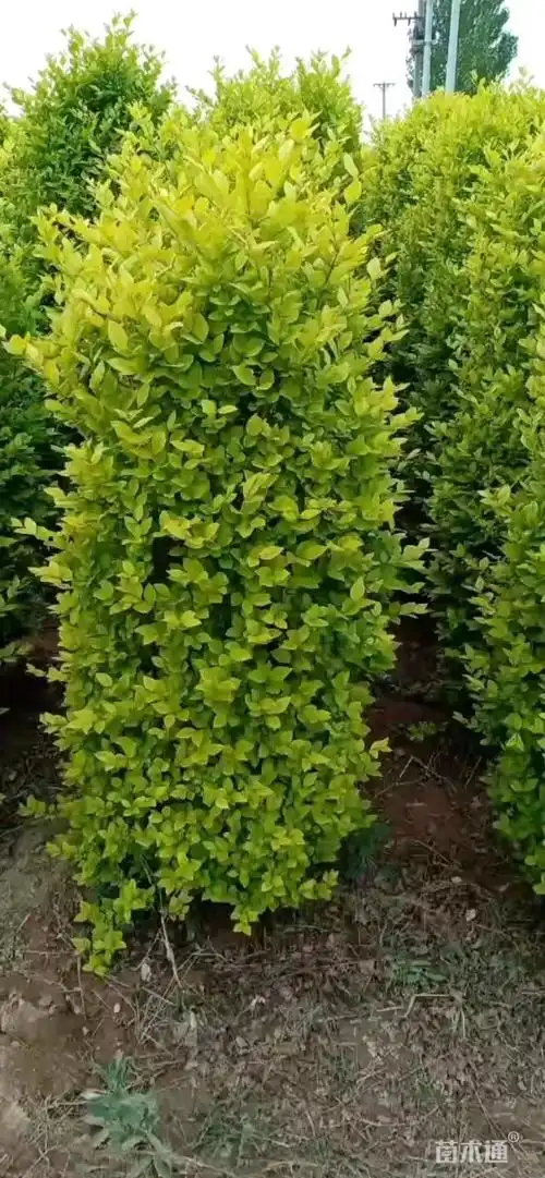 1公分造型金叶女贞