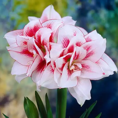 朱顶红精灵小球 重瓣复花双花对版