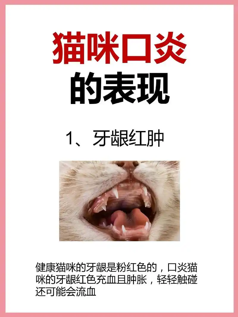 猫咪口炎几大症状!(可自测)猫咪口焱治疗: 1,劳那贝可  - 抖音