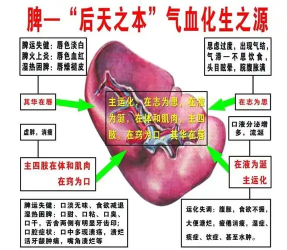 身体篇五脏六腑之脾脏如何保养脾脏开窍于口其华在唇