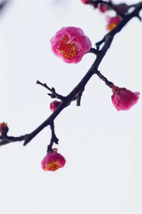 一枝红梅喜闹春