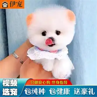 赛级 母【图片 价格 品牌 报价】-京东