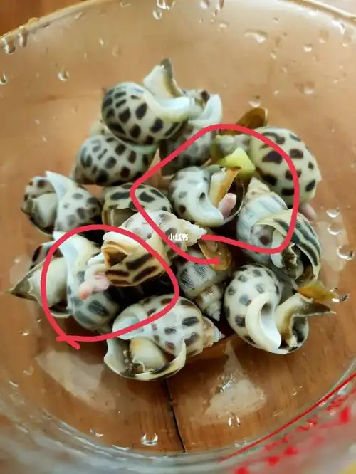 花螺这个是什么呀可以吃吗