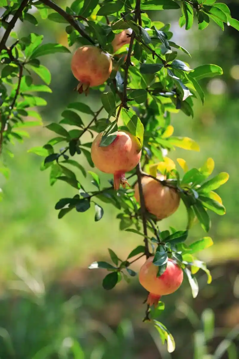 镜头下的怀远石榴 | 韦宗义摄影作品