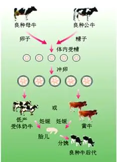 下图表示胚胎移植繁育良种奶牛的技术流程看图回答下列各题