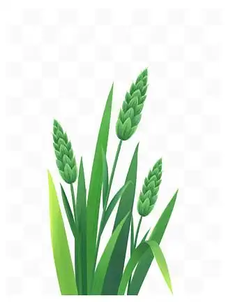 【麦苗手绘】图片免费下载_麦苗手绘素材_麦苗手绘模板-千图网