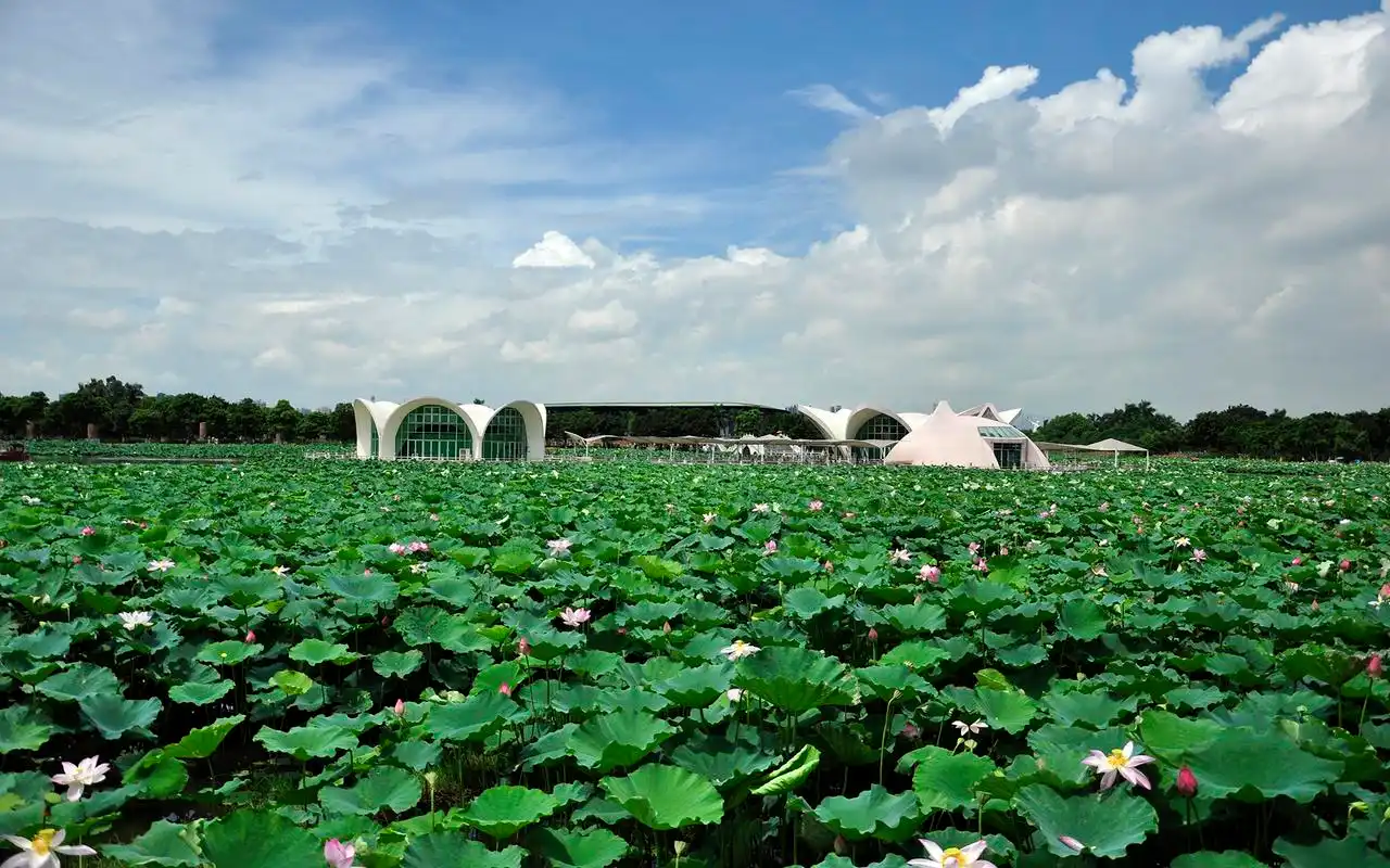 佛山三水荷花世界风景图片桌面壁纸