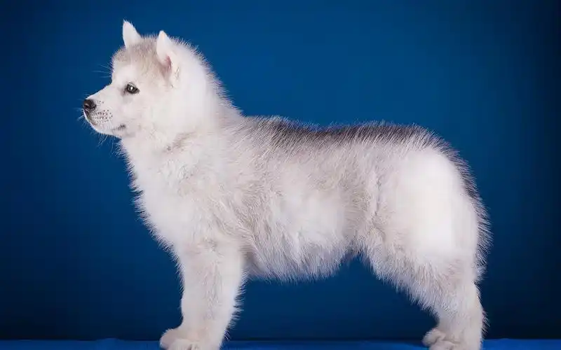 白色狗侧视图,蓝色背景 壁纸