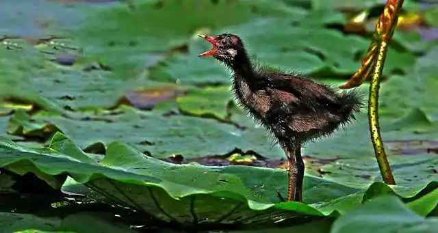 野生小水鸡怎么喂养