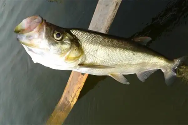 夏天水库手竿钓翘嘴注意这些要点翘嘴连竿上狂拉到手酸