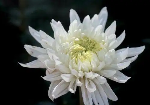 哀悼死者的句子:1,愿一路走好,逝者安息.