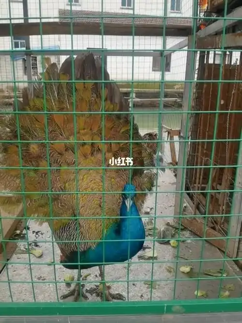 史上最小的孔雀开屏