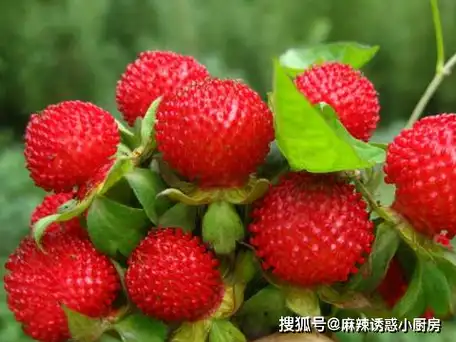 农村野生"红果子",毒蛇最爱舔,能弄晕一头牛,小时候都不敢吃_蛇莓