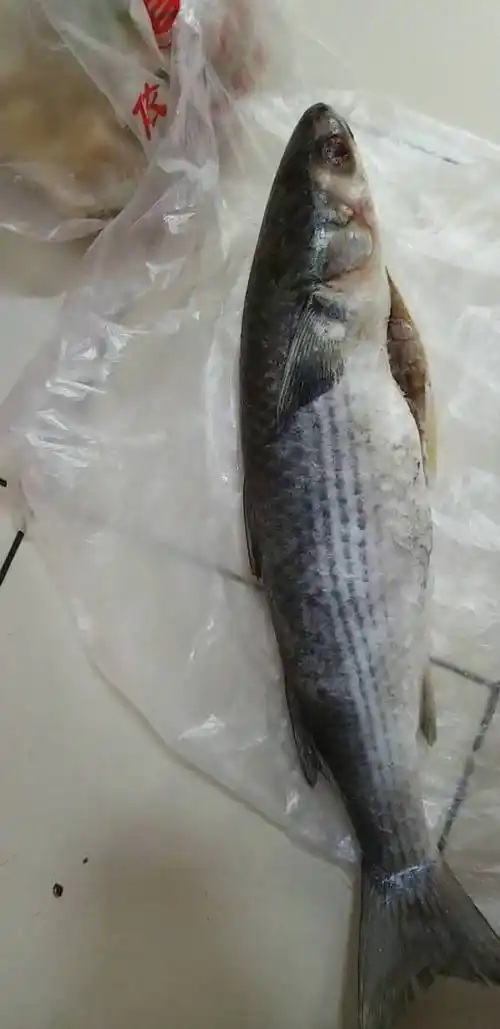 腹黑背,侧面由头至尾有三条黑线,嘴成倒v形在头下,大眼睛圆头是什么鱼