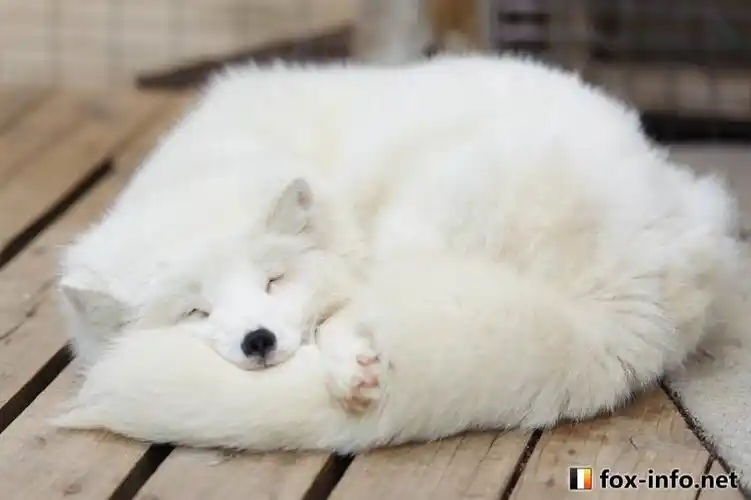 琉璃动物园之紫狐的发型是狐狸耳朵吗图多