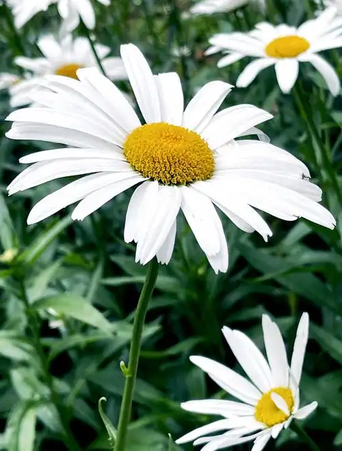 大滨菊(大滨菊花语)