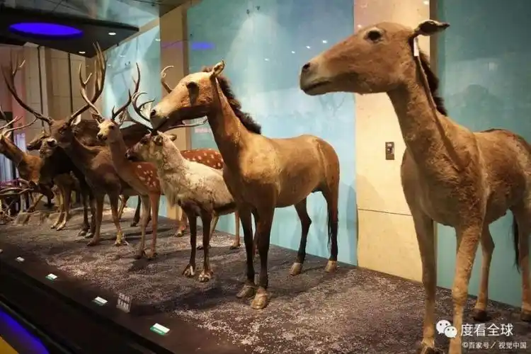 国家动物博物馆:开启奇幻之旅,探索动物王国的奥秘与美妙_腾讯新闻