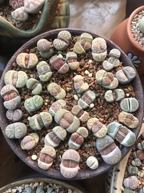 生石花菊文章红窗菊整盆卖