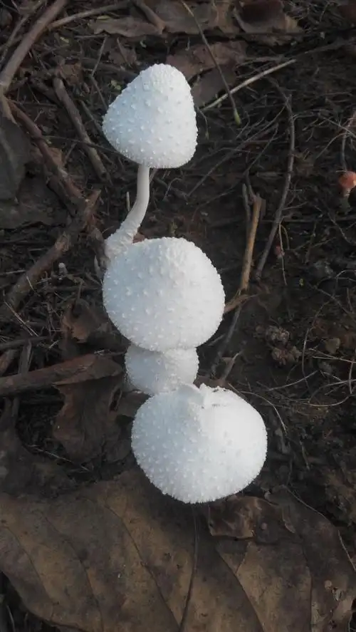 核桃树下面的白色蘑菇能吃吗?