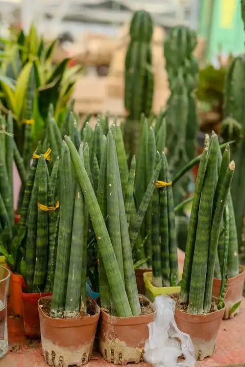 棒叶虎皮兰的扦插方法什么时候扦插