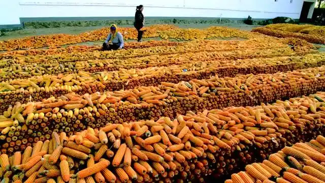 遍地金黄谷满仓