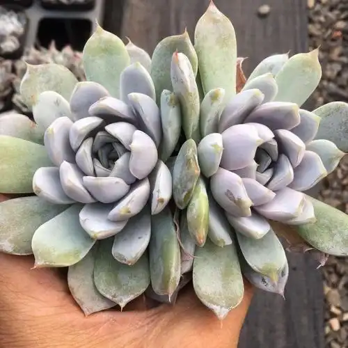 雪兔 多肉植物 肉肉植物 萌肉肉组合盆栽 雪兔双头 裸根不带土