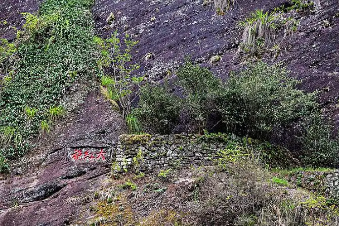 武夷山茶树大红袍图片_武夷山茶树大红袍图片大全_武夷山茶树大红袍