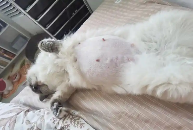 惊72我又怀孕了00