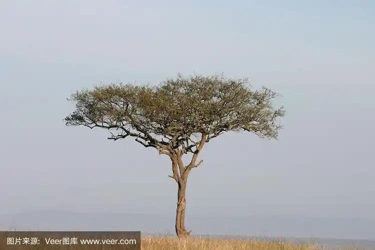 非洲大草原的金合欢树,马赛马拉,肯尼亚