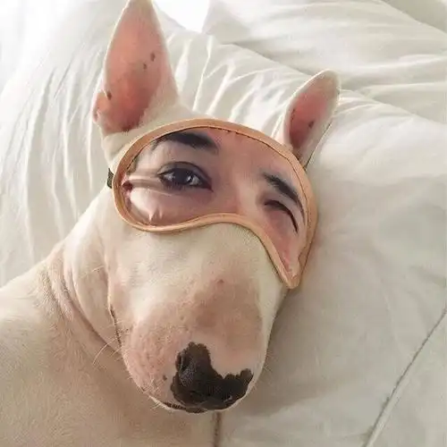 狗狗头像高清霸气(高级又沙雕的狗狗头像)